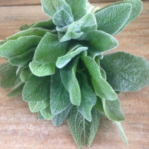 Pulmonaria/ Peixinho da horta Orgânica Mç
