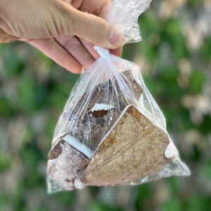 Coco Seco CONGELADO orgânico Unidade