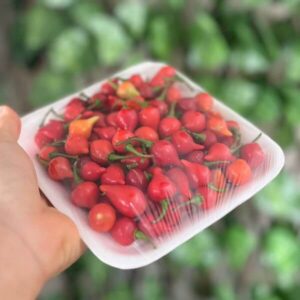 Pimenta Biquinho FRESCA Orgânica aprox 100g