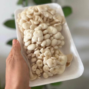 Cogumelo Shimeji Sitio Antares bandeja 200g (sem agrotóxicos)