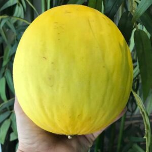 Melão Orgânico aprox 800g