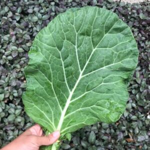 Couve VERDE Orgânica Mç