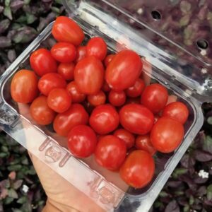 Tomate sweet grape orgânico 240g (tomatinho)