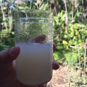 Polpa Pura Mel de Cacau Orgânica aprox 300g