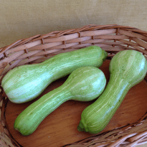 Abobrinha VERDE SANDY Orgânica 500g
