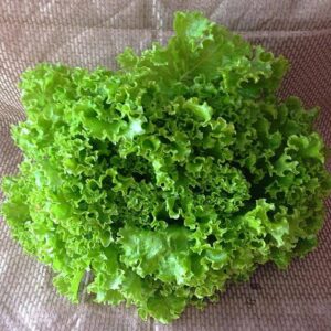 Alface Crespa Orgânica Und