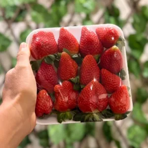Morangos SELECIONADOS orgânicos 280g
